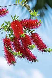 Shrub Prints: Flowers of a bottlebrush shrub