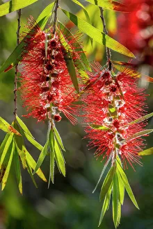 Shrub Prints: Flowers of a bottlebrush shrub