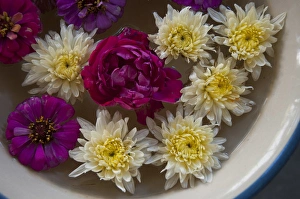 Bowl Prints: Flowers in a bowl of water, Rawal Jojawar Hotel, Jojawar, Rajasthan, India