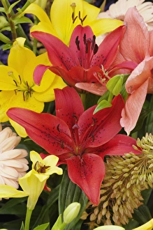 Images Dated 27th April 2008: Flowers on float celebrating Queens Day
