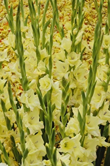 Parade Prints: Flowers on float celebrating Queens Day
