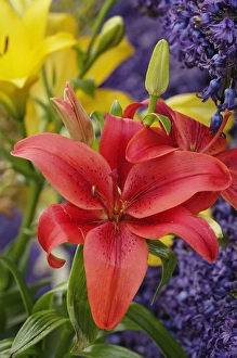 Flowers on float celebrating Queens Day, a celebration of the Queen Mother, Princess Juliana