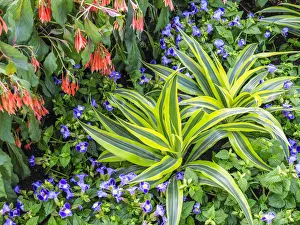 Images Dated 20th February 2019: Flowers in a garden setting