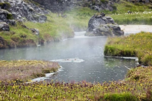 Flowers growing around geothermal hot spring, Iceland