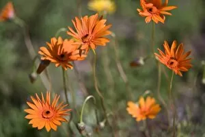 Flowers at Kirstenbosch National Botanical Gardens near Capetown, South Africa