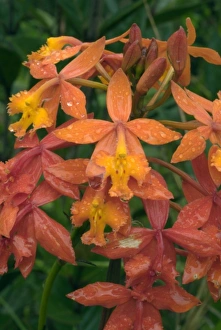 Images Dated 17th May 2007: Flowers in Lagunas de Montebello National Park, in Chiapas, Mexico