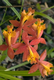 Images Dated 17th May 2007: Flowers in Lagunas de Montebello National Park, in Chiapas, Mexico