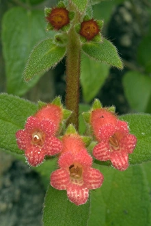 Images Dated 17th May 2007: Flowers in Lagunas de Montebello National Park, in Chiapas, Mexico