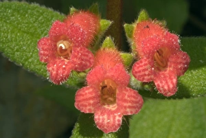 Images Dated 17th May 2007: Flowers in Lagunas de Montebello National Park, in Chiapas, Mexico