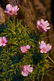 Latrabjerg Prints: Flowers, Latrabjerg, Iceland