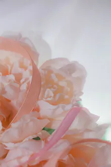 Images Dated 8th November 2022: Flowers and light