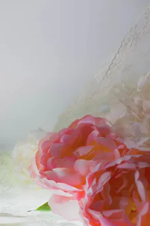 Images Dated 8th November 2022: Flowers and light