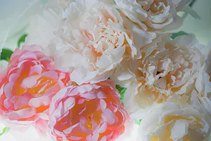 Images Dated 8th November 2022: Flowers and light