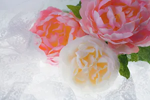 Images Dated 8th November 2022: Flowers and light