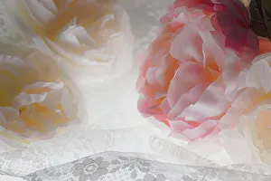 Images Dated 8th November 2022: Flowers and light
