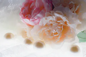 Images Dated 8th November 2022: Flowers and light