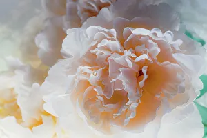 Images Dated 8th November 2022: Flowers and light