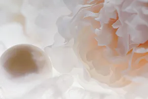 Images Dated 8th November 2022: Flowers and light