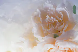 Images Dated 8th November 2022: Flowers and light