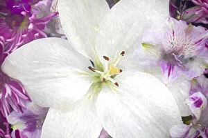 Flowers-lily, alstroemeria, dianthus and chrysanthemum arrangement, Marion County, Illinois