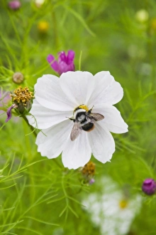 Images Dated 16th May 2011: Flowers on the meadow, Ladakh, India