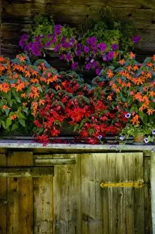 Images Dated 10th August 2008: Flowers in mountain hut, Bernese Oberland, Alps, Switzerland