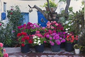 Images Dated 25th May 2010: Flowers, Mykonos, Greece