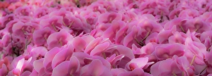 Images Dated 17th July 2024: Flowers, orchids