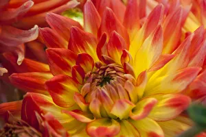 Seattle Prints: Flowers for sale at Pike Place Market in Seattle, Washington State