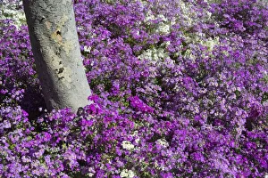 South Africa Prints: Flowers surrounding a tree, Johannesburg, South Africa