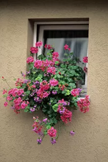 Flowers in a window on a German house. germany, german, europe, european, deutsche