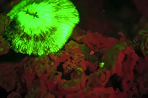 Fluorescence emitted in corals, captured using special barrier filter. Tawali Resort