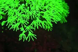 Western Pacific Prints: Fluorescence emitted in corals, captured using special barrier filter. Tawali Resort