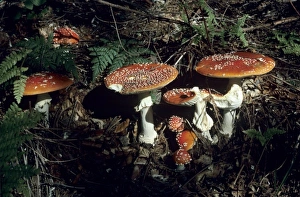 S Eed Prints: Fly Agaric Mushroom, Amanita muscaria, mushroom, Oberaegeri, Switzerland
