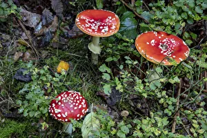 Fly agaric mushrooms in the Cesky Raj nature preserve near Turnov, Czech Republic
