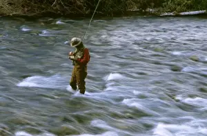 Fly Fishing Prints: Fly fisherman selects fly to use in Rock Creek near Missoula Montana. (MR)