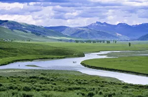 Images Dated 27th August 2008: Fly fishing in the Lamar River in Yellowstone National Park