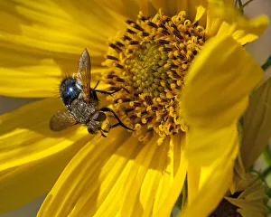 Images Dated 2022: Fly inside sunflower