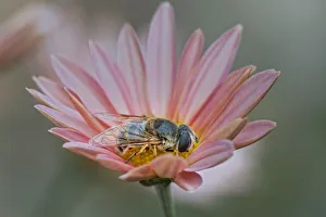 Mimic Prints: Fly mimicking a bee, Kentucky