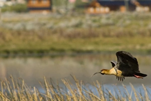 Images Dated 13th November 2007: Flying Black-faced Ibis (Theristicus melanopis), Laguna Nimez Reserve; El Calafate