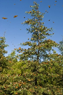 Butter Fly Prints: Flying Monarch Butterflies(Danaus plexippus), Cerro (machero) Pelon, Butterfly Reserve