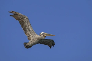 Creature Prints: Flying Pelican. Half Moon Bay, California