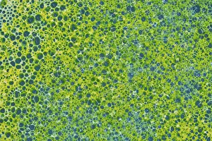 Images Dated 3rd February 2018: Foamy texture