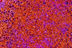 Images Dated 3rd February 2018: Foamy texture