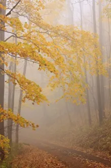 Smoky Prints: Fog and Autumn