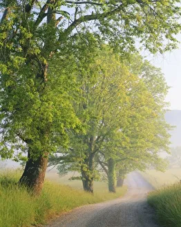 Vanishing Point Prints: Fog covered road