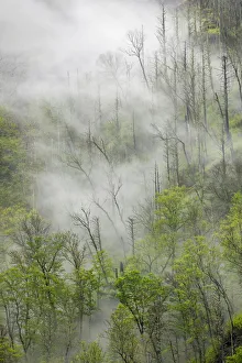 Dead Prints: Fog drifting through black burned trees on mountain side
