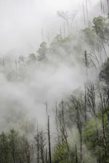 Fog drifting through black burned trees on mountain side, Great Smoky Mountains National Park, Tennessee