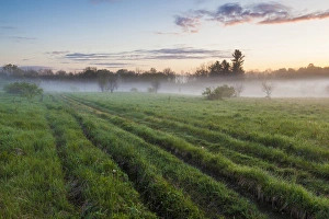 Durham Prints: Fog in a field in Durham, New Hampshire