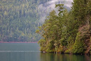 New Images March 2024 Part 1 Prints: Fog over forest above Lake Crescent, Olympic National Park, Washington State, USA